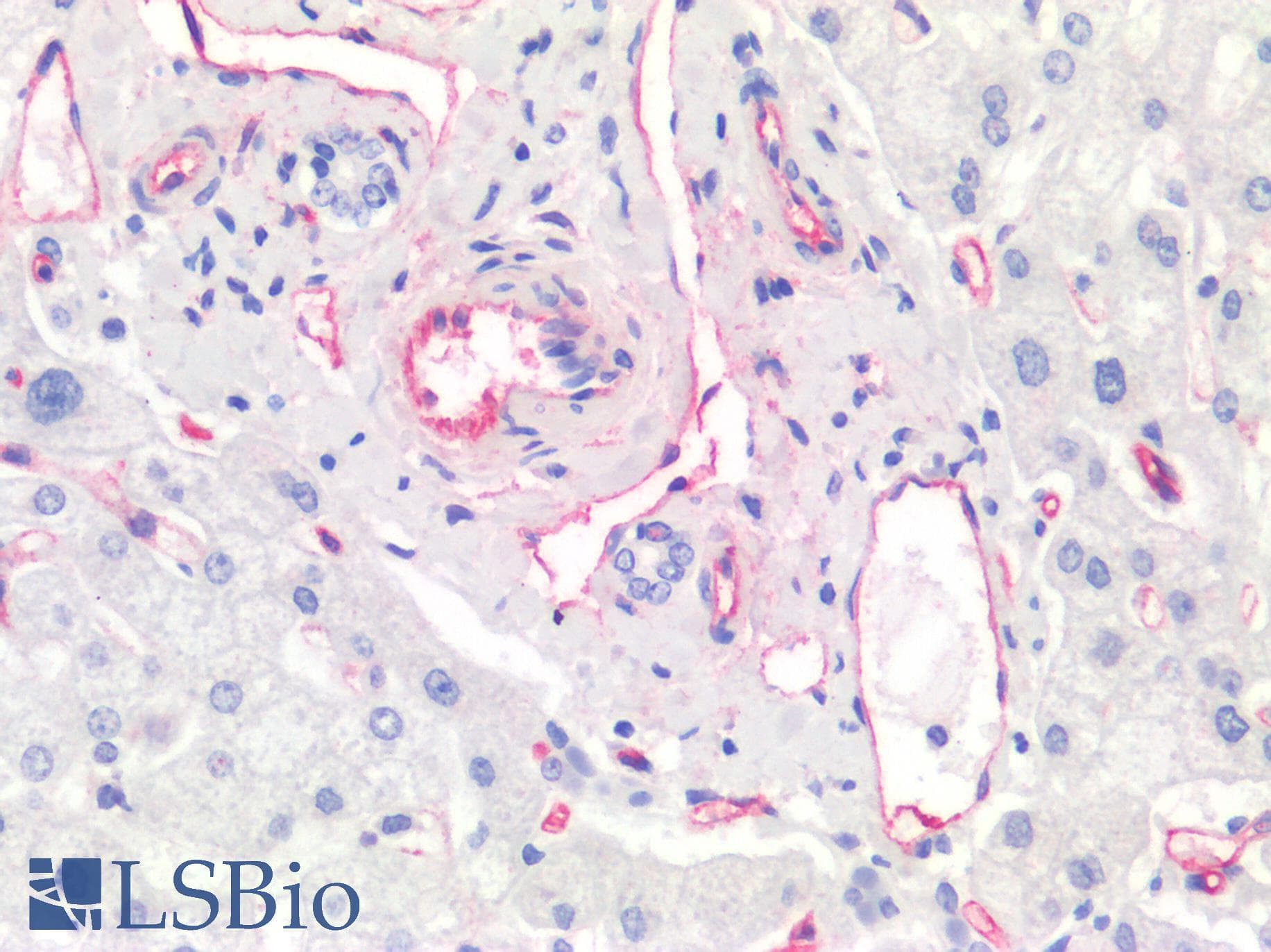 PathPlus™ CD34 Antibody