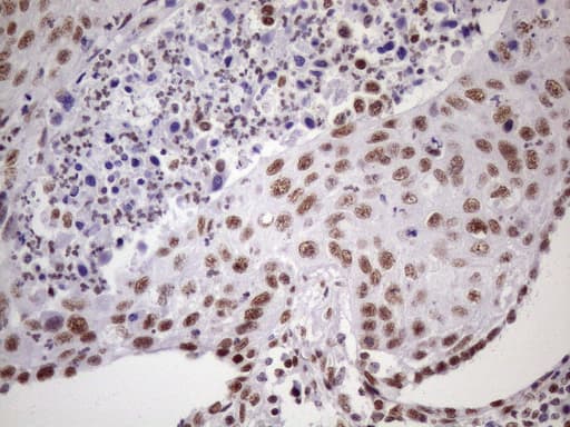 NUDT21 Antibody (aa2-227, clone OTI1B1)