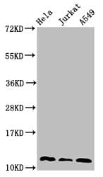 IHC-plus™ TXN / Thioredoxin / TRX Antibody (aa 2-105)