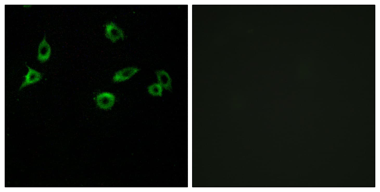 Polyclonal Rabbit anti-Human OR10S1 Antibody (aa213-262, IF, WB)