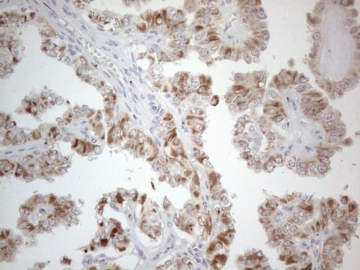 PD-L2 / PDCD1LG2 / CD273 Antibody (clone OTI7B10)