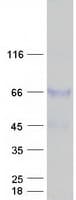 Human Disulfide Isomerase / TXNDC15 Protein (Recombinant Myc-DDK (Flag))