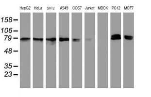 NLN / Neurolysin Antibody (clone OTI1D6)