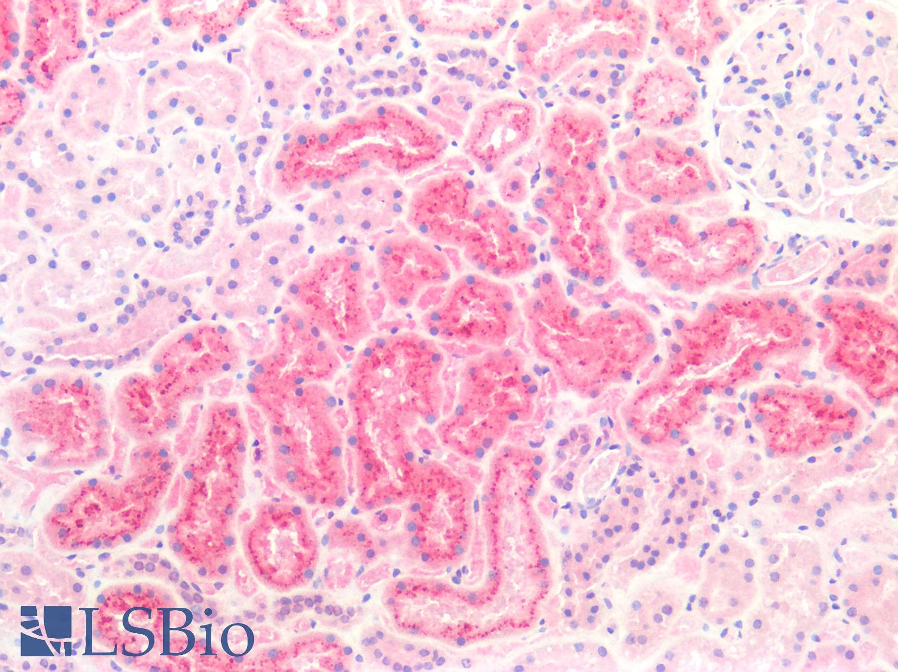 IHC-plus™ CST3 / Cystatin C Antibody (clone 2C8)