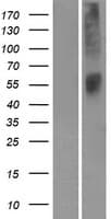 Human OR52L1 Protein (Over-Expression Lysate Myc-DDK (Flag))