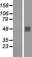GABPB2 Protein (Over-Expression Lysate Myc-DDK (Flag))