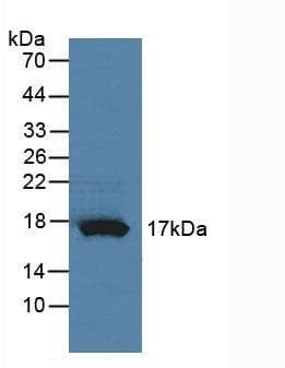 RNASE4 Antibody (aa30-147)
