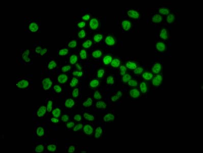 HIST1H4I Antibody
