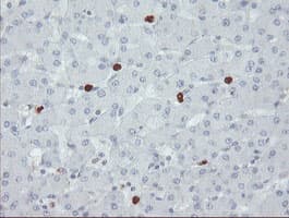 SENP2 Antibody (clone OTI5E1)