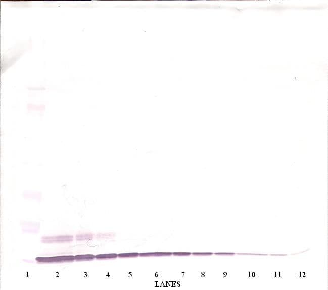 CXCL6 Antibody (Biotin)
