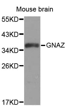 GNAZ Antibody