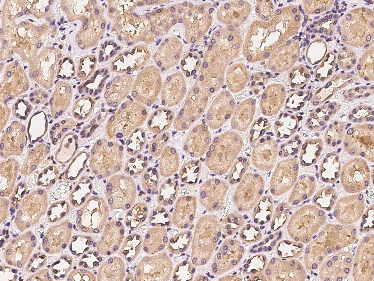 VMO1 Antibody
