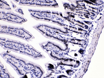 HNRPA1 / HnRNP A1 Antibody