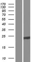 C12orf74 Protein (Over-Expression Lysate Myc-DDK (Flag))