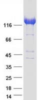 Human DIAPH1 Protein (Recombinant Myc-DDK (Flag))