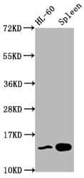 Polyclonal Rabbit anti-Human HIST1H2BN Antibody (IHC, IF, WB)