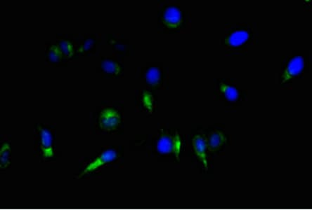NES / Nestin Antibody (clone 2G2F7)