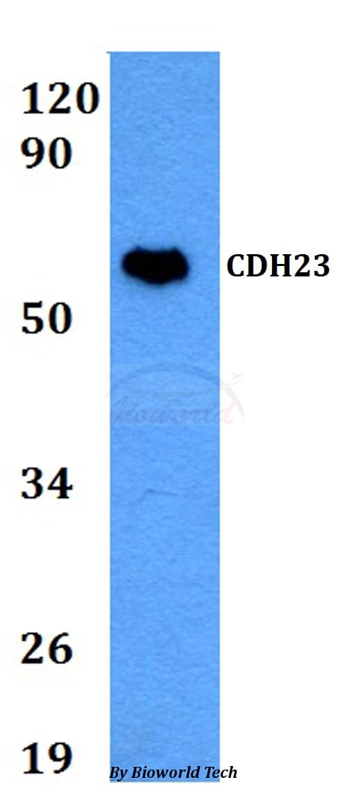 CDH23 / Cadherin 23 Antibody