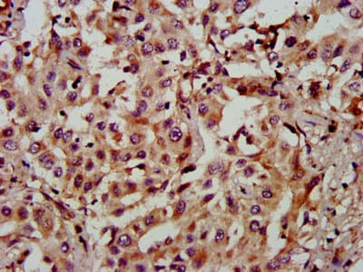NAT15 Antibody