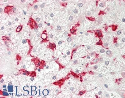 CD163 Antibody (clone 2F8, Carrier-free)