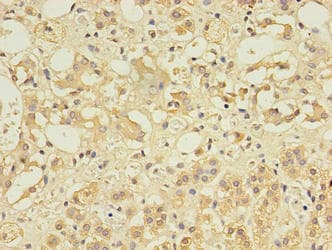 CCDC134 Antibody (aa23-229)