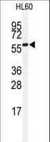 SENP2 Antibody (aa502-533)