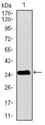 PPY / Pancreatic Polypeptide Antibody (Amino Acid: 1-95, clone 2G5D12)