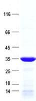 Human PPTC7 Protein (Recombinant His, N-Terminal)