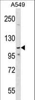 Polyclonal Rabbit anti-Human PHF20L1 Antibody (aa912-940, WB)