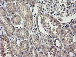 CHN1 Antibody (clone OTI1B7)