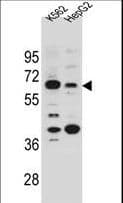 SLC9B1 / NHEDC1 Antibody (aa26-55)