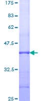Human THY1 / CD90 Protein (Recombinant GST, N-terminus)