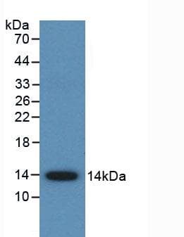 Monoclonal Mouse anti-Human AMH / Anti-Mullerian Hormone Antibody (Cy3, WB)