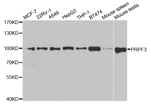 PRPF3 Antibody