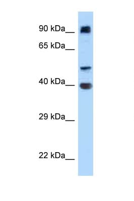 ITFG2 Antibody (aa180-229)