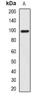 Smoothelin Antibody