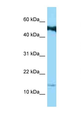 CORNIFIN / SPRR1B Antibody (C-Terminus)