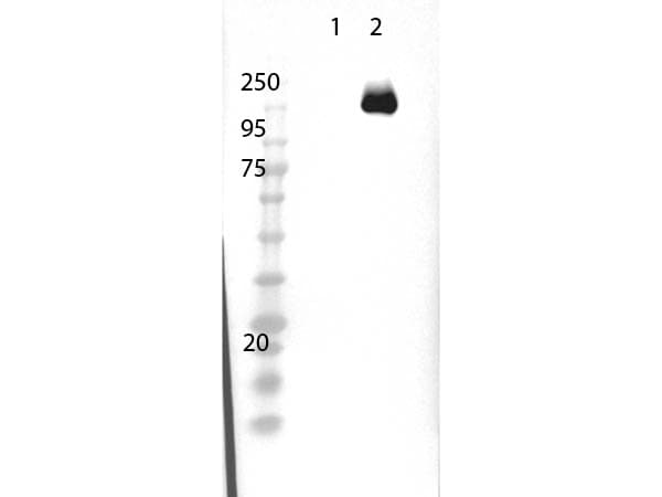 Polyclonal Rabbit anti-Streptococcus pyogenes Streptococcus pyogenes CRISPR-associated endonuclease Cas9/Csn1 Antibody (Liquid, Biotin, C-Terminus, IF, WB)