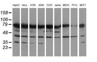 PUS7 Antibody (clone OTI4C6, Carrier-free)