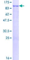 Human PRMT7 Protein (Recombinant GST)