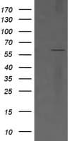 CD19 Antibody (clone OTI1F2)