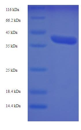 Human MRPL42 / MRPS32 Protein (Recombinant GST)