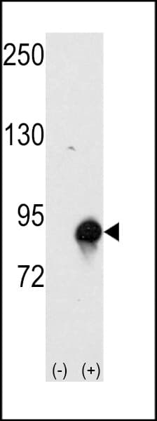 IHC-plus™ Cullin 4A / CUL4A Antibody (aa102-131)