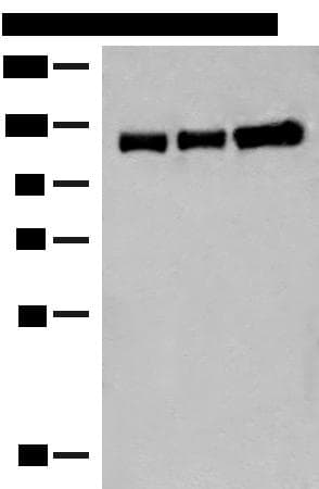 Polyclonal Rabbit anti-Human GRIK3 / GLUR7 Antibody (WB)