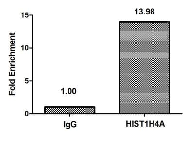 HIST1H4I Antibody