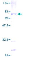 Human POLH / DNA Polymerase Eta Protein (Recombinant GST)