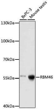 RBM46 Antibody