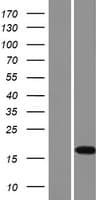 FAM159B Protein (Over-Expression Lysate Myc-DDK (Flag))