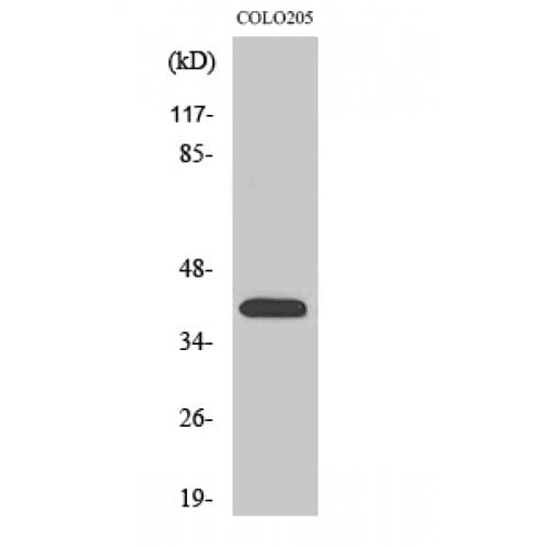 OR4A16 Antibody (230-310 aa, C-terminal)