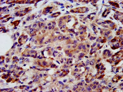 PON3 Antibody